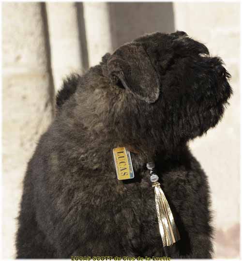 LUCA DU CLOS DE LA LUETTE SITE WEB ELEVAGE DU CLOS DE LA LUETTE SPECIALISE POUR LE BOUVIER DES FLANDRES ©